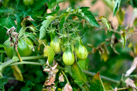 To use this stock image in your creative project, please select the size you need over to the right and click the "Add to Cart" button.
Your downloaded image will come with the Cutcaster watermark removed so don’t worry about the watermark you see on this page. Green Pear Shaped Tomato stock photo, Heirloom pear shaped Cherry Tomatoes growing on the vine by Lynn Bendickson