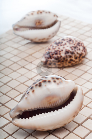 To use this stock image in your creative project, please select the size you need over to the right and click the "Add to Cart" button.
Your downloaded image will come with the Cutcaster watermark removed so don’t worry about the watermark you see on this page. Cowrie Shells stock photo, Cowrie shells on mosaic tiles by Timothy Hodgkinson