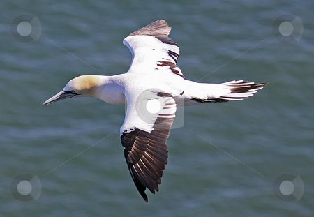 To use this stock image in your creative project, please select the size you need over to the right and click the "Add to Cart" button.
Your downloaded image will come with the Cutcaster watermark removed so don’t worry about the watermark you see on this page. Seagull in flight stock photo, Side view of seagull in flight over blue sea. by Martin Crowdy