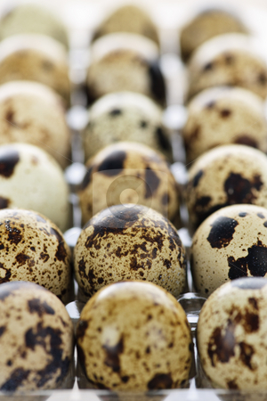 To use this stock image in your creative project, please select the size you need over to the right and click the "Add to Cart" button.
Your downloaded image will come with the Cutcaster watermark removed so don’t worry about the watermark you see on this page. Quail eggs stock photo, Many small spotted quail eggs in plastic container by Elena Elisseeva