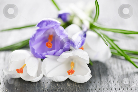 To use this stock image in your creative project, please select the size you need over to the right and click the "Add to Cart" button.
Your downloaded image will come with the Cutcaster watermark removed so don’t worry about the watermark you see on this page. Spring crocus flowers stock photo, Fresh cut white and purple spring crocus flowers by Elena Elisseeva