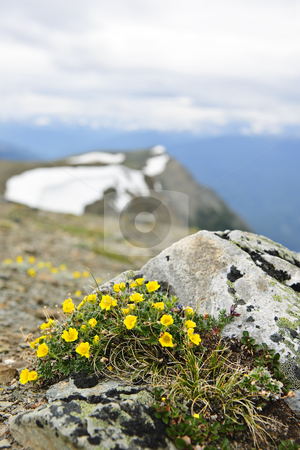 To use this stock image in your creative project, please select the size you need over to the right and click the "Add to Cart" button.
Your downloaded image will come with the Cutcaster watermark removed so don’t worry about the watermark you see on this page. Alpine meadow in Jasper National Park stock photo, Alpine meadow with potentilla flowers blooming on Whistlers mountain in Jasper National Park, Canada by Elena Elisseeva