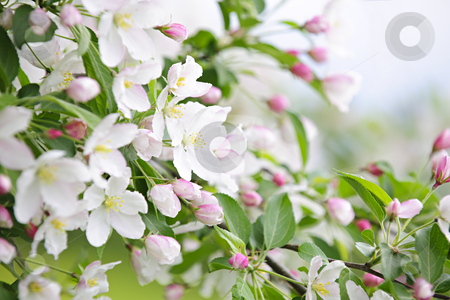 To use this stock image in your creative project, please select the size you need over to the right and click the "Add to Cart" button.
Your downloaded image will come with the Cutcaster watermark removed so don’t worry about the watermark you see on this page. Blooming apple tree stock photo, Blooming apple tree branches in spring orchard by Elena Elisseeva