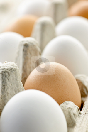 To use this stock image in your creative project, please select the size you need over to the right and click the "Add to Cart" button.
Your downloaded image will come with the Cutcaster watermark removed so don’t worry about the watermark you see on this page. Eggs stock photo, Closeup of white and brown eggs in carton by Elena Elisseeva