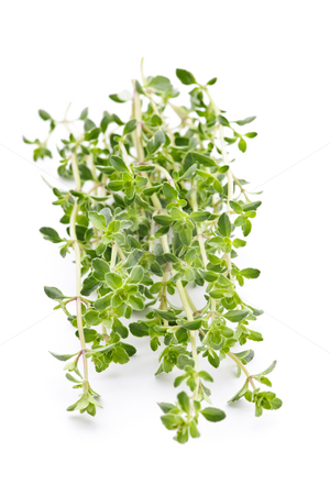 To use this stock image in your creative project, please select the size you need over to the right and click the "Add to Cart" button.
Your downloaded image will come with the Cutcaster watermark removed so don’t worry about the watermark you see on this page. Fresh thyme on white background stock photo, Fresh green thyme closeup isolated on white background by Elena Elisseeva
