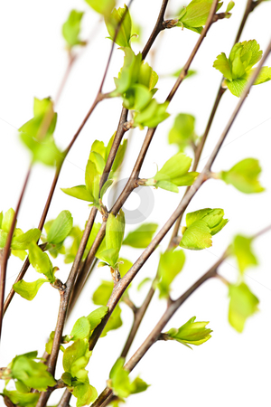 To use this stock image in your creative project, please select the size you need over to the right and click the "Add to Cart" button.
Your downloaded image will come with the Cutcaster watermark removed so don’t worry about the watermark you see on this page. Branches with green spring leaves stock photo, Branches with young green spring leaves budding isolated on white by Elena Elisseeva