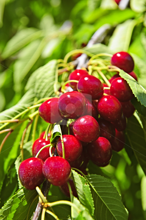 To use this stock image in your creative project, please select the size you need over to the right and click the "Add to Cart" button.
Your downloaded image will come with the Cutcaster watermark removed so don’t worry about the watermark you see on this page. Bunch of cherries on tree stock photo, Bunch of fresh cherries growing on cherry tree by Elena Elisseeva