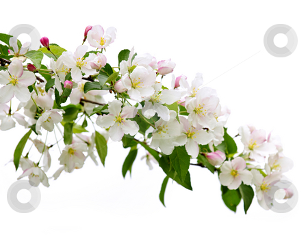 To use this stock image in your creative project, please select the size you need over to the right and click the "Add to Cart" button.
Your downloaded image will come with the Cutcaster watermark removed so don’t worry about the watermark you see on this page. Blooming apple tree branch stock photo, Blooming apple tree branch isolated on white background by Elena Elisseeva