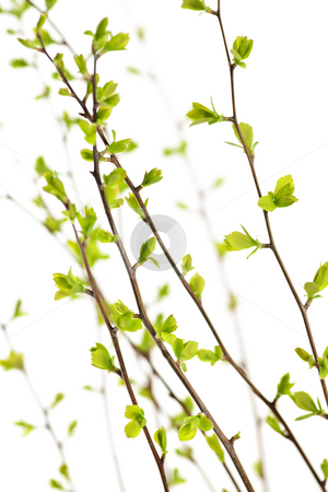 To use this stock image in your creative project, please select the size you need over to the right and click the "Add to Cart" button.
Your downloaded image will come with the Cutcaster watermark removed so don’t worry about the watermark you see on this page. Branches with green spring leaves stock photo, Branches with young green spring leaves budding isolated on white by Elena Elisseeva