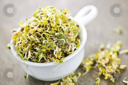 To use this stock image in your creative project, please select the size you need over to the right and click the "Add to Cart" button.
Your downloaded image will come with the Cutcaster watermark removed so don’t worry about the watermark you see on this page. Alfalfa sprouts in a cup stock photo, Organic young alfalfa sprouts in a cup by Elena Elisseeva