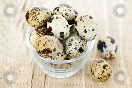 To use this stock image in your creative project, please select the size you need over to the right and click the "Add to Cart" button.
Your downloaded image will come with the Cutcaster watermark removed so don’t worry about the watermark you see on this page. Quail eggs stock photo, Many small brown spotted quail eggs in bowl by Elena Elisseeva