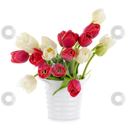 To use this stock image in your creative project, please select the size you need over to the right and click the "Add to Cart" button.
Your downloaded image will come with the Cutcaster watermark removed so don’t worry about the watermark you see on this page. Red and white tulips stock photo, Bouquet of red and white tulips isolated on white background by Elena Elisseeva