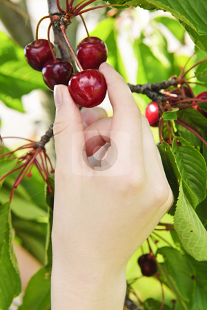 To use this stock image in your creative project, please select the size you need over to the right and click the "Add to Cart" button.
Your downloaded image will come with the Cutcaster watermark removed so don’t worry about the watermark you see on this page. Hand picking cherries stock photo, Hand picking fresh cherries from cherry tree by Elena Elisseeva