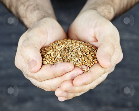 To use this stock image in your creative project, please select the size you need over to the right and click the "Add to Cart" button.
Your downloaded image will come with the Cutcaster watermark removed so don’t worry about the watermark you see on this page. Hands holding grain stock photo, Male cupped hands holding whole wheat grain kernels by Elena Elisseeva