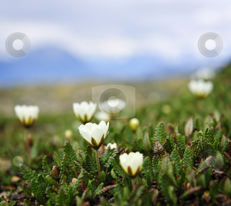 To use this stock image in your creative project, please select the size you need over to the right and click the "Add to Cart" button.
Your downloaded image will come with the Cutcaster watermark removed so don’t worry about the watermark you see on this page. Alpine meadow in Jasper National Park stock photo, Alpine meadow with mountain avens flowers blooming in Jasper National Park, Canada by Elena Elisseeva