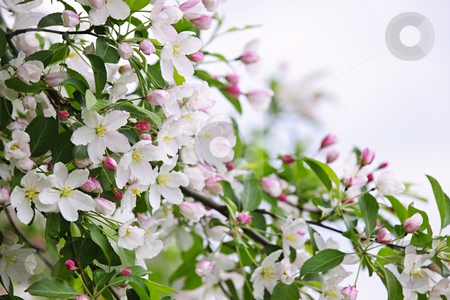To use this stock image in your creative project, please select the size you need over to the right and click the "Add to Cart" button.
Your downloaded image will come with the Cutcaster watermark removed so don’t worry about the watermark you see on this page. Blooming apple tree stock photo, Blooming apple tree branches in spring orchard by Elena Elisseeva