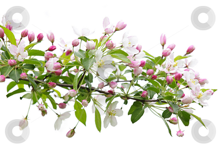 To use this stock image in your creative project, please select the size you need over to the right and click the "Add to Cart" button.
Your downloaded image will come with the Cutcaster watermark removed so don’t worry about the watermark you see on this page. Blooming apple tree branch stock photo, Blooming apple tree branch isolated on white background by Elena Elisseeva