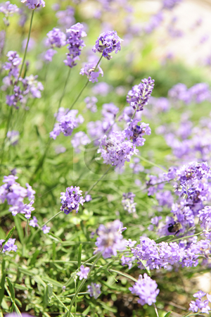 To use this stock image in your creative project, please select the size you need over to the right and click the "Add to Cart" button.
Your downloaded image will come with the Cutcaster watermark removed so don’t worry about the watermark you see on this page. Lavender blooming in a garden stock photo, Botanical background of blooming purple lavender herb in a garden by Elena Elisseeva