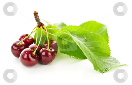 To use this stock image in your creative project, please select the size you need over to the right and click the "Add to Cart" button.
Your downloaded image will come with the Cutcaster watermark removed so don’t worry about the watermark you see on this page. Fresh cherries stock photo, Bunch of fresh cherries with leaves on white background by Elena Elisseeva