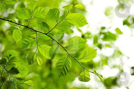 To use this stock image in your creative project, please select the size you need over to the right and click the "Add to Cart" button.
Your downloaded image will come with the Cutcaster watermark removed so don’t worry about the watermark you see on this page. Green spring leaves stock photo, Green spring elm leaves in clean environment by Elena Elisseeva