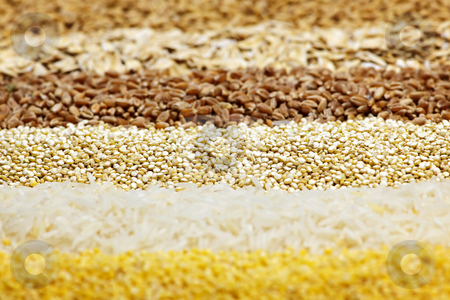 To use this stock image in your creative project, please select the size you need over to the right and click the "Add to Cart" button.
Your downloaded image will come with the Cutcaster watermark removed so don’t worry about the watermark you see on this page. Various grains close up stock photo, Background of different kinds of grains close up by Elena Elisseeva