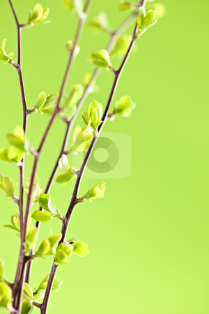To use this stock image in your creative project, please select the size you need over to the right and click the "Add to Cart" button.
Your downloaded image will come with the Cutcaster watermark removed so don’t worry about the watermark you see on this page. Branches with green spring leaves stock photo, Branches with young spring leaves budding on green background by Elena Elisseeva