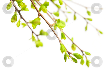 To use this stock image in your creative project, please select the size you need over to the right and click the "Add to Cart" button.
Your downloaded image will come with the Cutcaster watermark removed so don’t worry about the watermark you see on this page. Branches with green spring leaves stock photo, Branches with young green spring leaves budding isolated on white by Elena Elisseeva