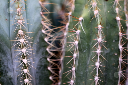 To use this stock image in your creative project, please select the size you need over to the right and click the "Add to Cart" button.
Your downloaded image will come with the Cutcaster watermark removed so don’t worry about the watermark you see on this page. Cactus stock photo, Close up of green cactus with prickly spikes by Henrik Lehnerer
