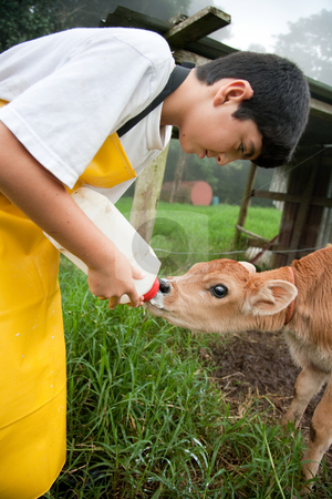 To use this stock image in your creative project, please select the size you need over to the right and click the "Add to Cart" button.
Your downloaded image will come with the Cutcaster watermark removed so don’t worry about the watermark you see on this page. Young boy working on Costa Rican dairy farm stock photo, Young boy in apron working on Costa Rican dairy farm by Scott Griessel