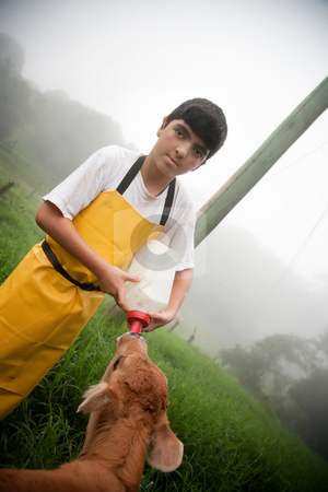To use this stock image in your creative project, please select the size you need over to the right and click the "Add to Cart" button.
Your downloaded image will come with the Cutcaster watermark removed so don’t worry about the watermark you see on this page. Young boy working on Costa Rican dairy farm stock photo, Young boy in apron working on Costa Rican dairy farm by Scott Griessel