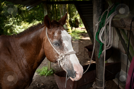 To use this stock image in your creative project, please select the size you need over to the right and click the "Add to Cart" button.
Your downloaded image will come with the Cutcaster watermark removed so don’t worry about the watermark you see on this page. Horse stock photo, Horse maintained for tourist riders in Costa Rica by Scott Griessel
