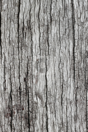 To use this stock image in your creative project, please select the size you need over to the right and click the "Add to Cart" button.
Your downloaded image will come with the Cutcaster watermark removed so don’t worry about the watermark you see on this page. Old cracked weathered wood natural texture background. stock photo, Old cracked weathered wood natural texture background. by Stephen Rees