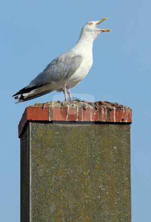 To use this stock image in your creative project, please select the size you need over to the right and click the "Add to Cart" button.
Your downloaded image will come with the Cutcaster watermark removed so don’t worry about the watermark you see on this page. Noisy seagull with its beak wide open on a chimney. stock photo, Noisy seagull with its beak wide open on a chimney. by Stephen Rees