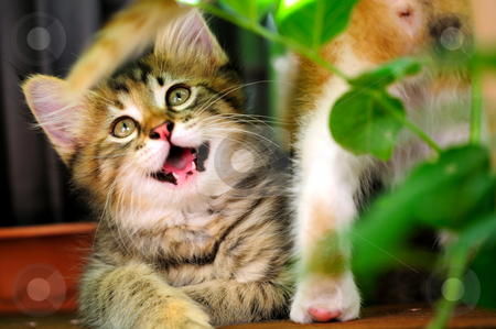 To use this stock image in your creative project, please select the size you need over to the right and click the "Add to Cart" button.
Your downloaded image will come with the Cutcaster watermark removed so don’t worry about the watermark you see on this page. Happy Gray Kitten stock photo, Playful happy gray tiger stripe kitten looking up as another cat passes by by Lynn Bendickson