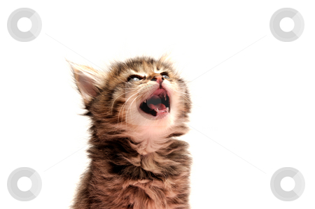 To use this stock image in your creative project, please select the size you need over to the right and click the "Add to Cart" button.
Your downloaded image will come with the Cutcaster watermark removed so don’t worry about the watermark you see on this page. Gray Kitten stock photo, Unhappy young gray tiger stripe kitten on a light colored background by Lynn Bendickson