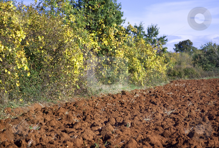 To use this stock image in your creative project, please select the size you need over to the right and click the "Add to Cart" button.
Your downloaded image will come with the Cutcaster watermark removed so don’t worry about the watermark you see on this page. Agricultural field stock photo, Agricultural field on a warm summer day by GPimages