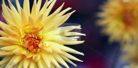 To use this stock image in your creative project, please select the size you need over to the right and click the "Add to Cart" button.
Your downloaded image will come with the Cutcaster watermark removed so don’t worry about the watermark you see on this page. Dahlia stock photo, Closeup of a yellow orange dahlia flower panoramic format by Henrik Lehnerer