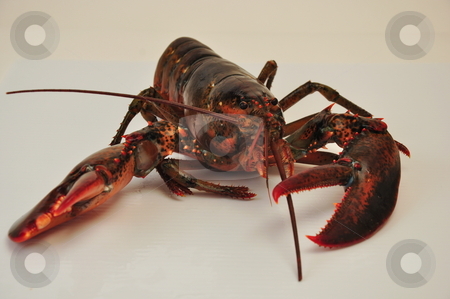 To use this stock image in your creative project, please select the size you need over to the right and click the "Add to Cart" button.
Your downloaded image will come with the Cutcaster watermark removed so don’t worry about the watermark you see on this page. Lobster stock photo, Lobster ready to cook and eat by Richard Sheehan