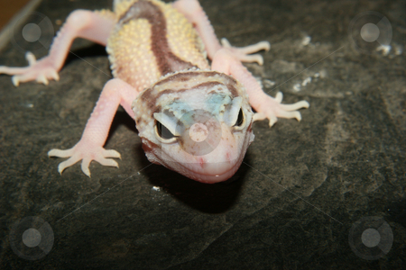 To use this stock image in your creative project, please select the size you need over to the right and click the "Add to Cart" button.
Your downloaded image will come with the Cutcaster watermark removed so don’t worry about the watermark you see on this page. Leopard gecko (Eublepharis macularius) stock photo, Leopard gecko (Eublepharis macularius), the cultivar