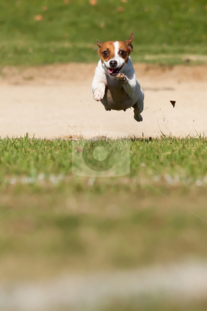 To use this stock image in your creative project, please select the size you need over to the right and click the "Add to Cart" button.
Your downloaded image will come with the Cutcaster watermark removed so don’t worry about the watermark you see on this page. Energetic Jack Russell Terrier Dog Runs on the Grass stock photo, Energetic Jack Russell Terrier Dog Runs on the Grass Field. by Andy Dean