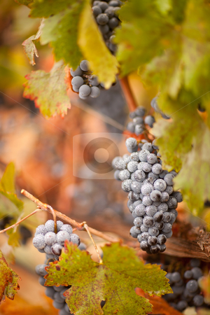 To use this stock image in your creative project, please select the size you need over to the right and click the "Add to Cart" button.
Your downloaded image will come with the Cutcaster watermark removed so don’t worry about the watermark you see on this page. Lush, Ripe Wine Grapes with Mist Drops on the Vine stock photo, Lush, Ripe Wine Grapes with Mist Drops on the Vine Ready for Harvest. by Andy Dean
