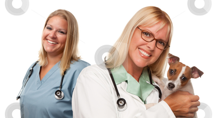 To use this stock image in your creative project, please select the size you need over to the right and click the "Add to Cart" button.
Your downloaded image will come with the Cutcaster watermark removed so don’t worry about the watermark you see on this page. Female Veterinarian Doctors with Small Puppy stock photo, Attractive Female Veterinarian Doctors with Small Puppy Isolated on a White Background. by Andy Dean