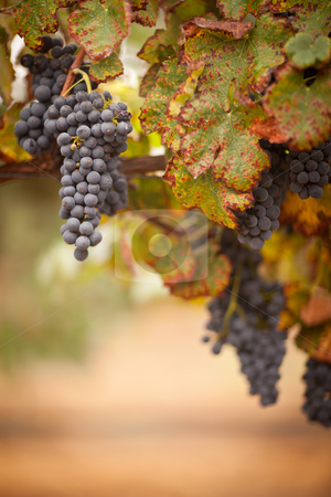 To use this stock image in your creative project, please select the size you need over to the right and click the "Add to Cart" button.
Your downloaded image will come with the Cutcaster watermark removed so don’t worry about the watermark you see on this page. Lush, Ripe Wine Grapes on the Vine stock photo, Lush, Ripe Wine Grapes on the Vine Ready for Harvest. by Andy Dean