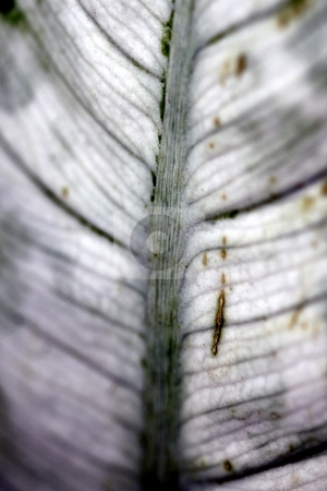 To use this stock image in your creative project, please select the size you need over to the right and click the "Add to Cart" button.
Your downloaded image will come with the Cutcaster watermark removed so don’t worry about the watermark you see on this page. Camille leaf stock photo, Close up macro of a white and green camille leaf by Henrik Lehnerer