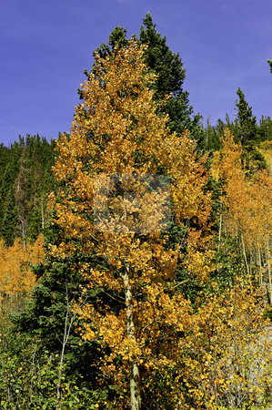 To use this stock image in your creative project, please select the size you need over to the right and click the "Add to Cart" button.
Your downloaded image will come with the Cutcaster watermark removed so don’t worry about the watermark you see on this page. Aspens in fall stock photo, Red and orange fall leaves on the aspens by Don Fink