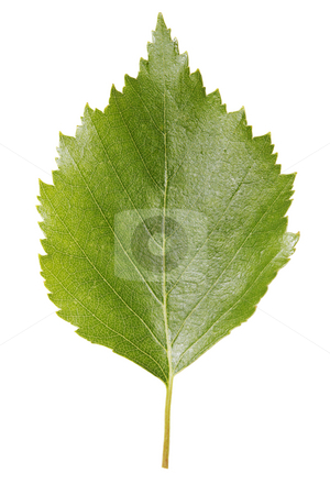 To use this stock image in your creative project, please select the size you need over to the right and click the "Add to Cart" button.
Your downloaded image will come with the Cutcaster watermark removed so don’t worry about the watermark you see on this page. Birch leaf stock photo, A Birch leaf isolated on white by Stocksnapper