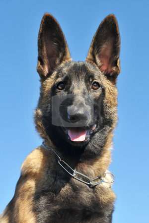 To use this stock image in your creative project, please select the size you need over to the right and click the "Add to Cart" button.
Your downloaded image will come with the Cutcaster watermark removed so don’t worry about the watermark you see on this page. Puppy malinois stock photo, Puppy belgian sheepdgog malinois on a blue sky by Bonzami Emmanuelle