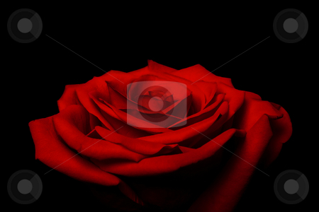 To use this stock image in your creative project, please select the size you need over to the right and click the "Add to Cart" button.
Your downloaded image will come with the Cutcaster watermark removed so don’t worry about the watermark you see on this page. Layers of love petals - red rose stock photo, Beautiful red rose flower with layered petals resembling love and great gift for Valentine's day, isolated. by Paul Hakimata