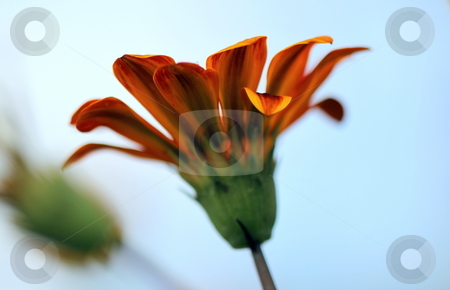 To use this stock image in your creative project, please select the size you need over to the right and click the "Add to Cart" button.
Your downloaded image will come with the Cutcaster watermark removed so don’t worry about the watermark you see on this page. Gazania stock photo, Beautiful orange yellow gazania flower with view from below by Henrik Lehnerer