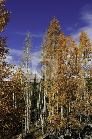 To use this stock image in your creative project, please select the size you need over to the right and click the "Add to Cart" button.
Your downloaded image will come with the Cutcaster watermark removed so don’t worry about the watermark you see on this page. Red aspens leaves stock photo, Aspen tree turning red during fall by Don Fink